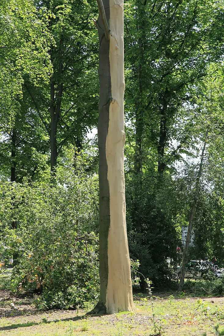 Düsseldorf - Hofgarten + Ela 01 ies