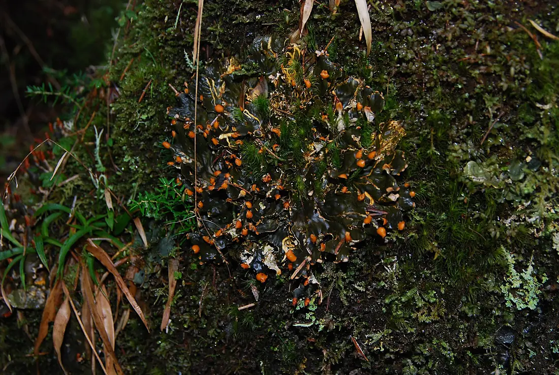 Fringed moon lichens hoh rainforest d archuleta march 05 2015 (17323126912)
