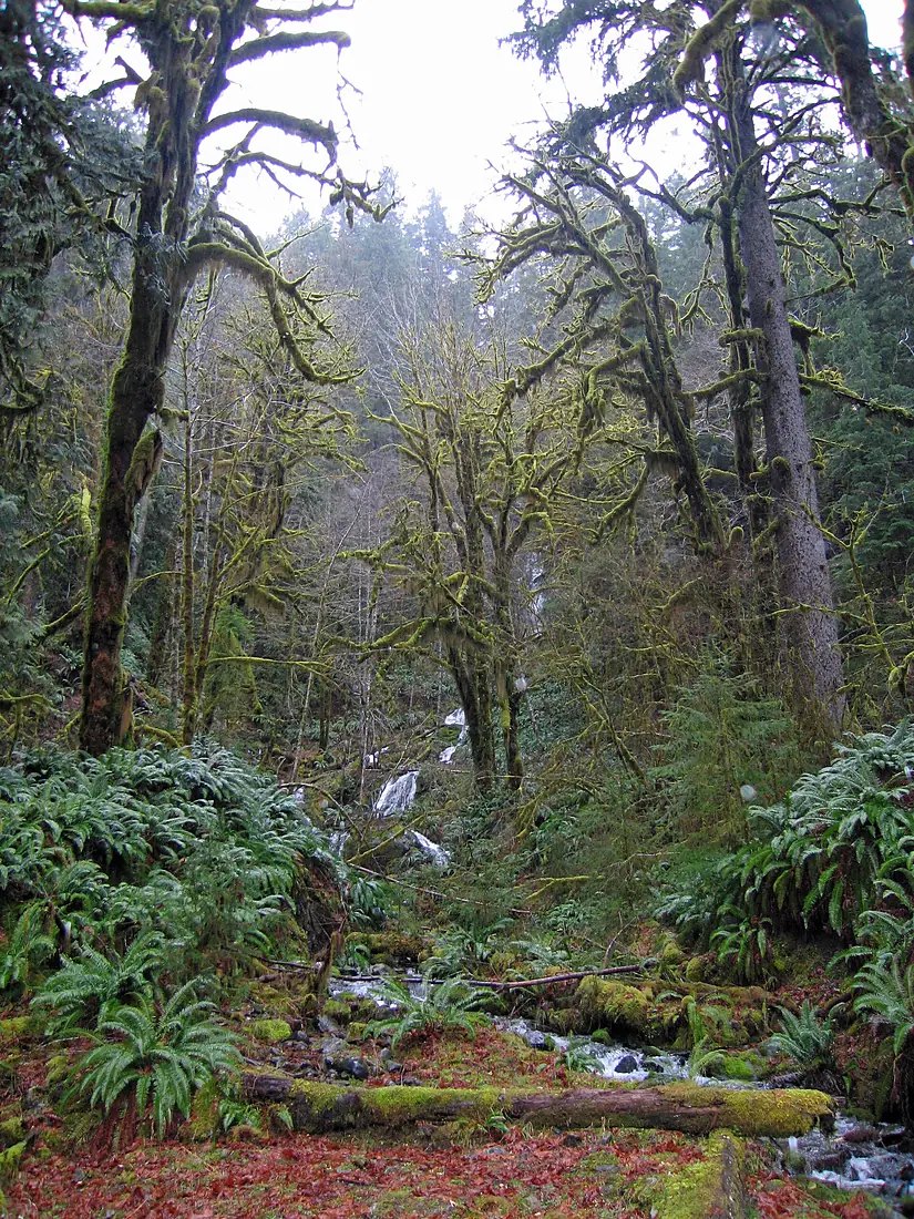 Hoh Rain Forest - Flickr - GregTheBusker