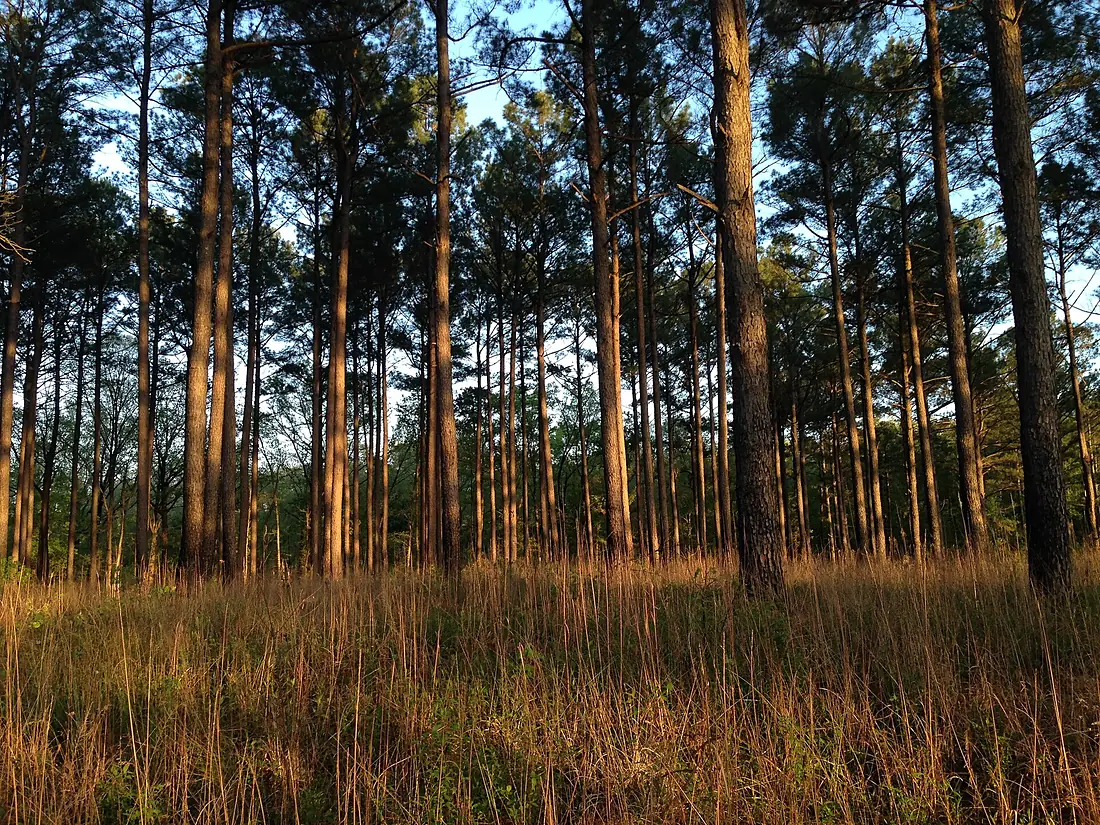 Holly Springs NF 1