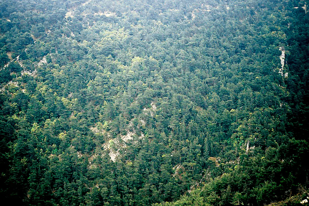 Horsh Ehden (2001) 01