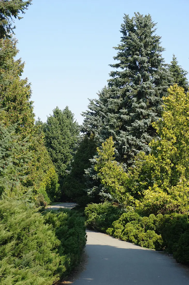 KyivBotGardenGryshko IMGP2635