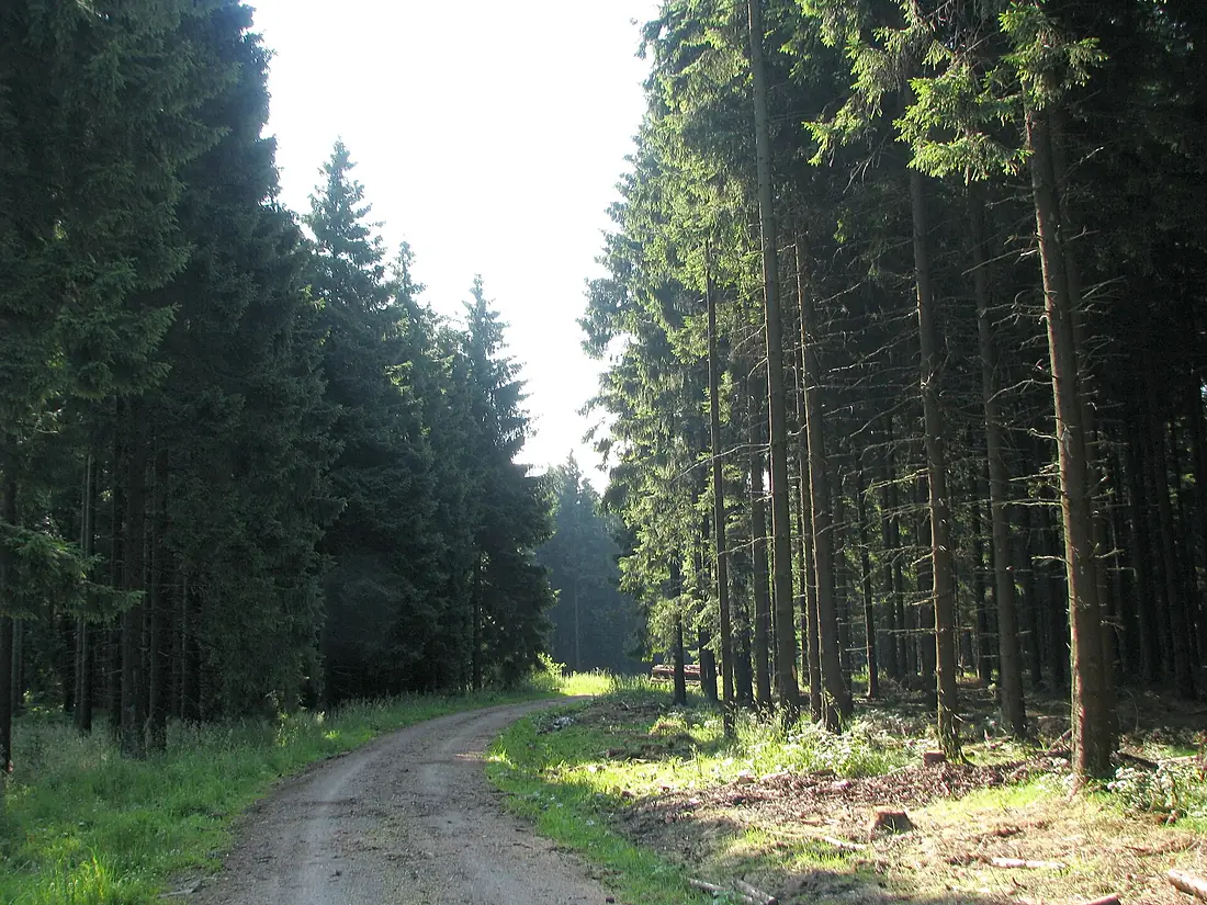 Hürtgenwald am Langschoß