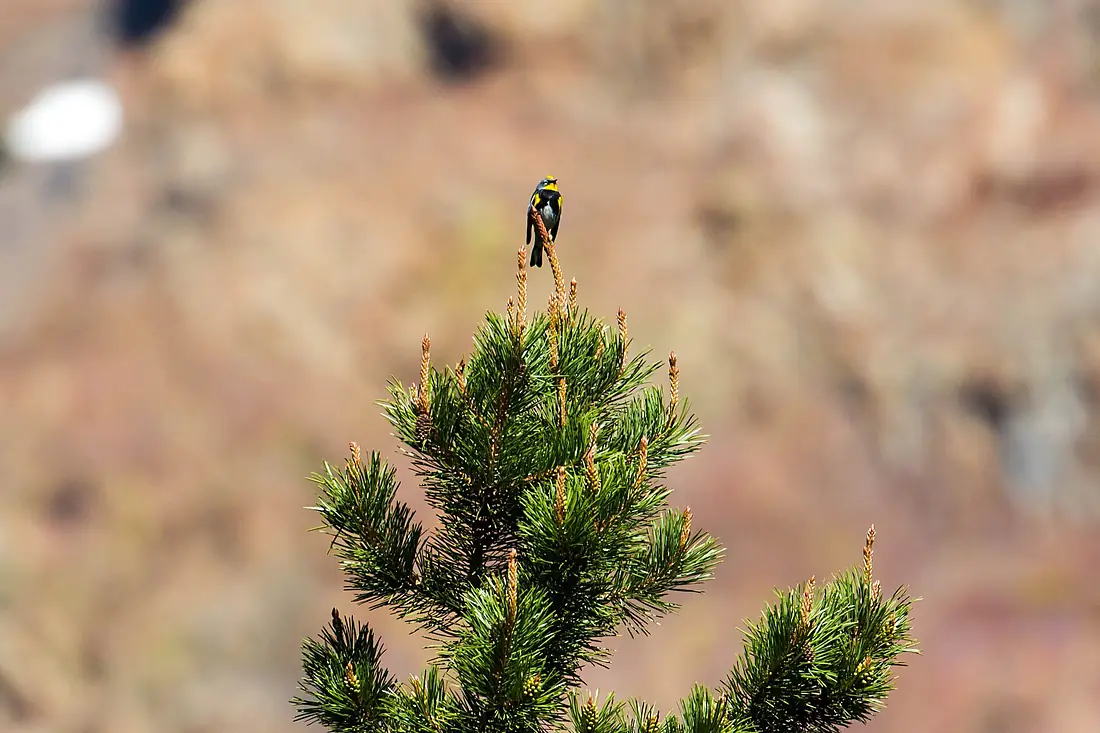 Audubon's Warbler in a Sierra Lodgepole Pine, Inyo National Forest (48114612722)