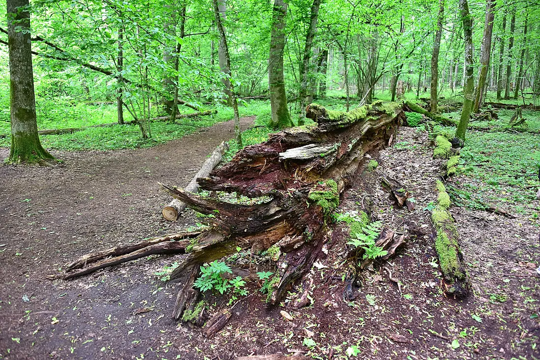 Dąb Jagiełły Obszar Ochrony Ścisłej BPN 2019