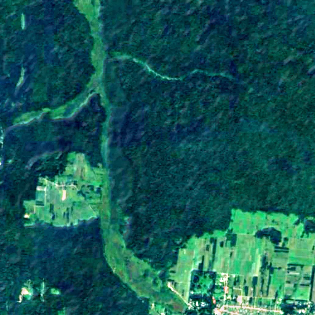 Jagiełło Oak seen from above (Sentinel-2)