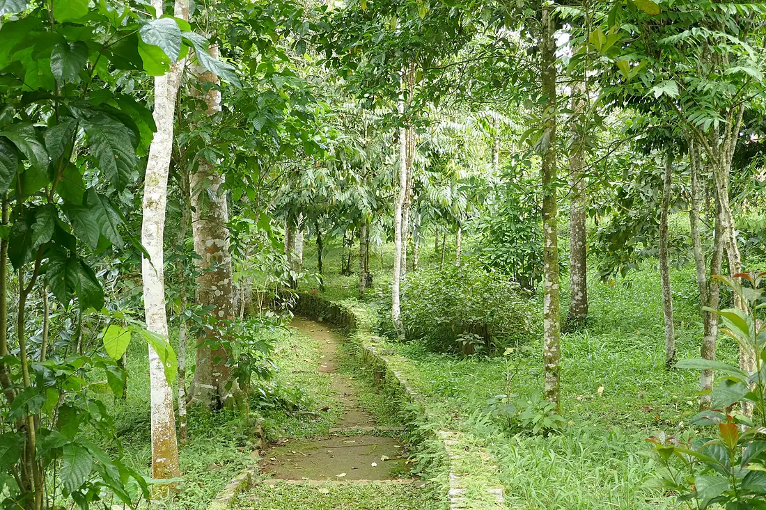 Allée du jardin botanique de Bom Sucesso (São Tomé) (1)