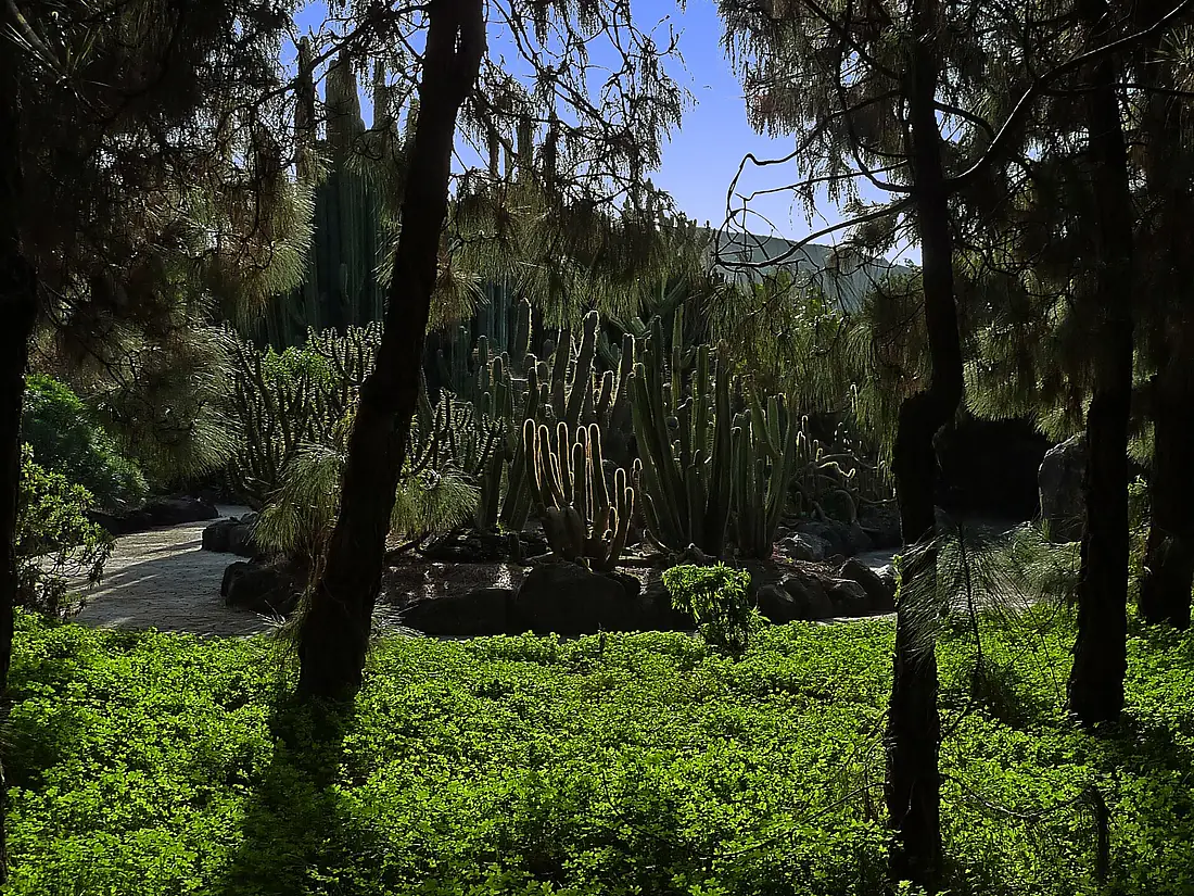 Cacti and euphorbias through pines