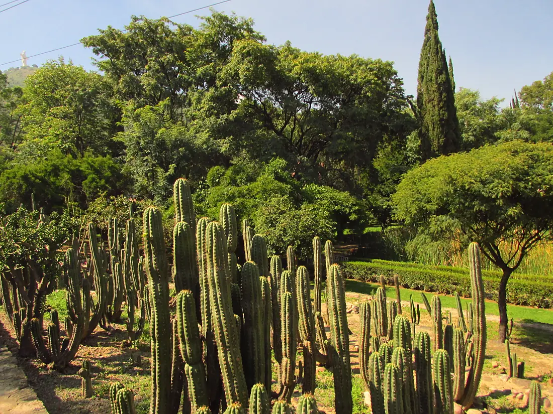Cactareo en el Jardín Botánico Martín Cárdenas de Cochabamba