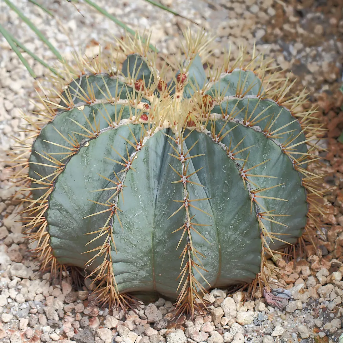 Ferocactus glaucescens, Jardín Botánico, Múnich, Alemania 2012-04-21, DD 01