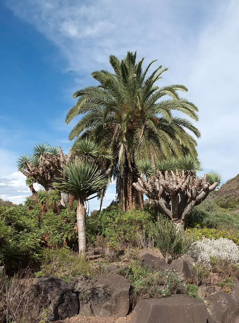 Jardín Botánico Canario Viera y Clavijo - Gran Canaria - 02