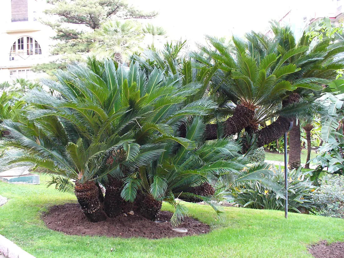 Jardinmonaco8