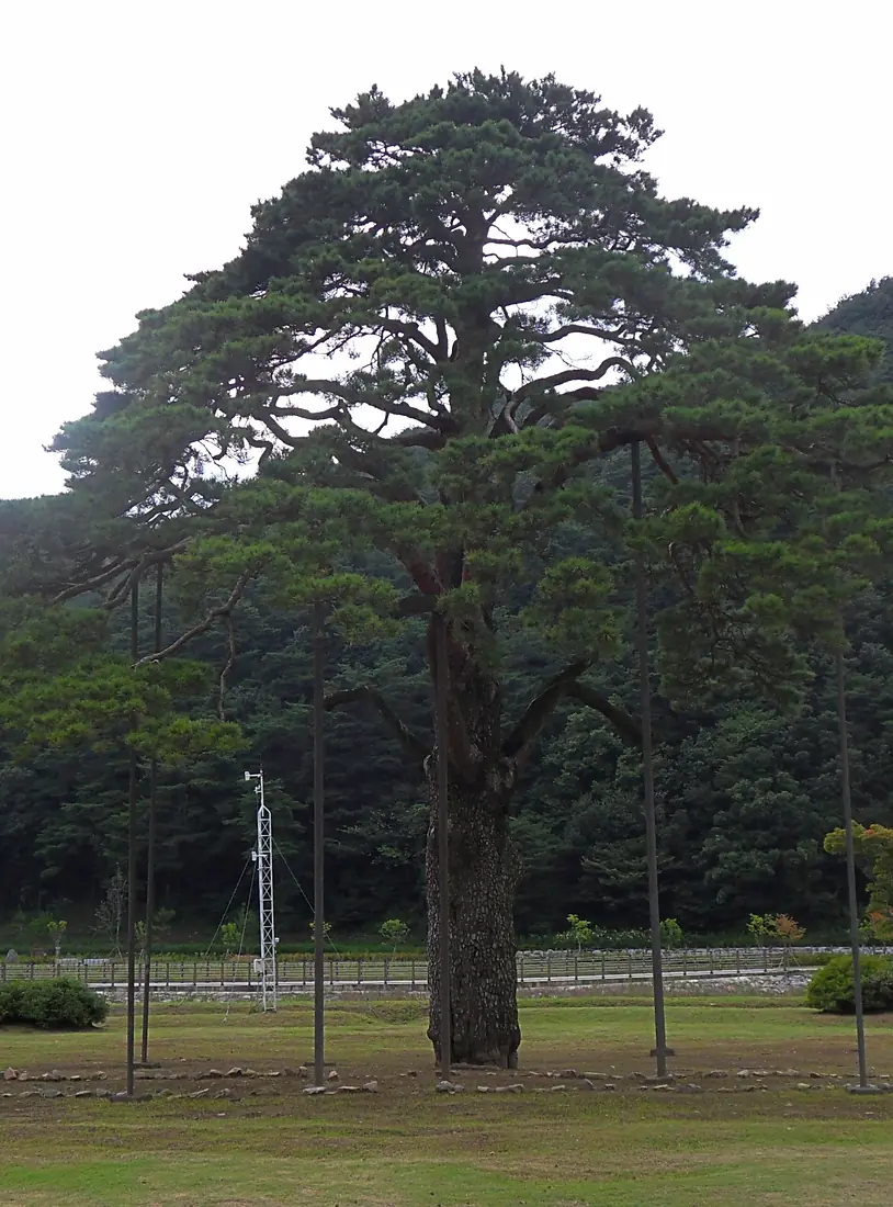 Songni Jeongipumsong Pine Tree (2)