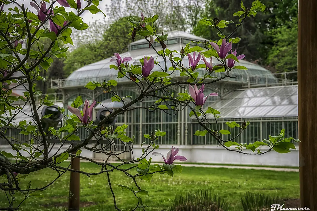 Magnolias in Jevremovac