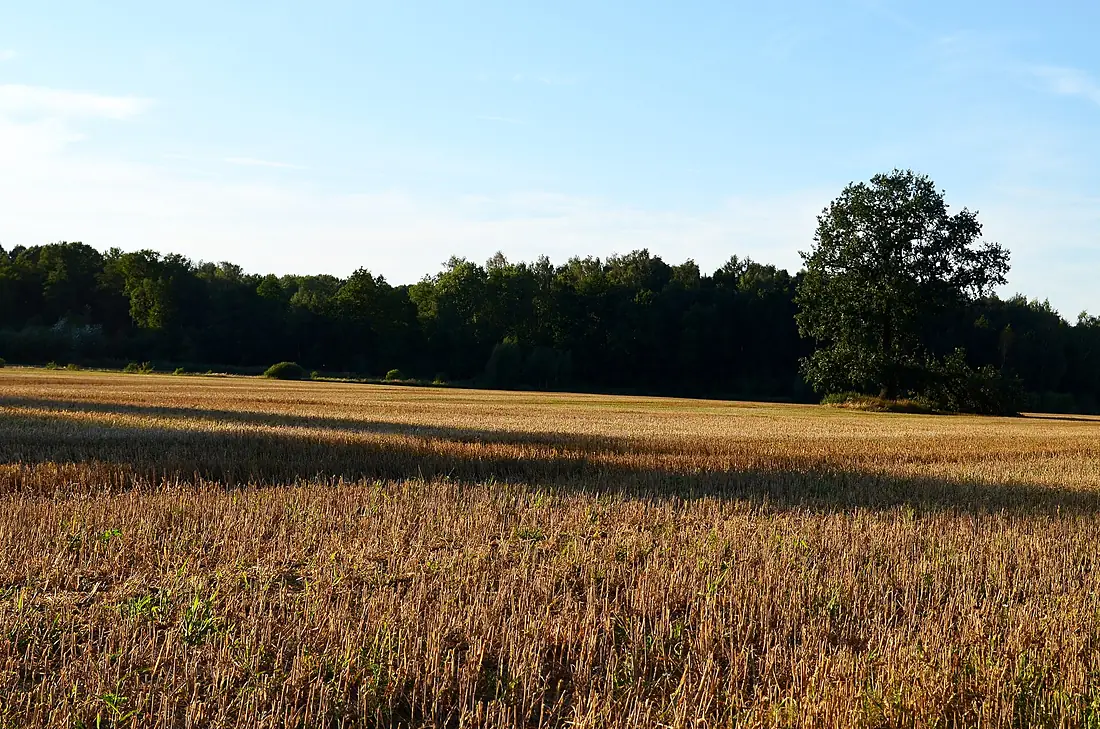 Josvainių miškai (Šiukštuliškių apylinkės)