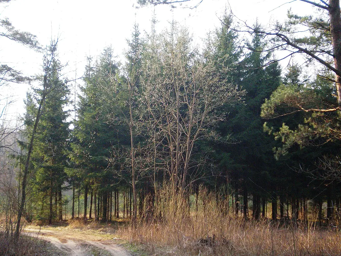 Josvainių miškas003