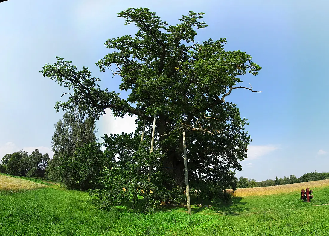 Kaives ozols - panoramio (1)