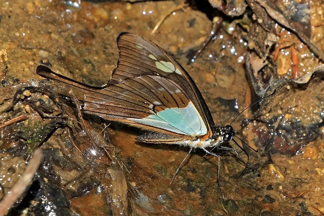Green-banded swallowtail (Papilio phorcas ruscoei) underside