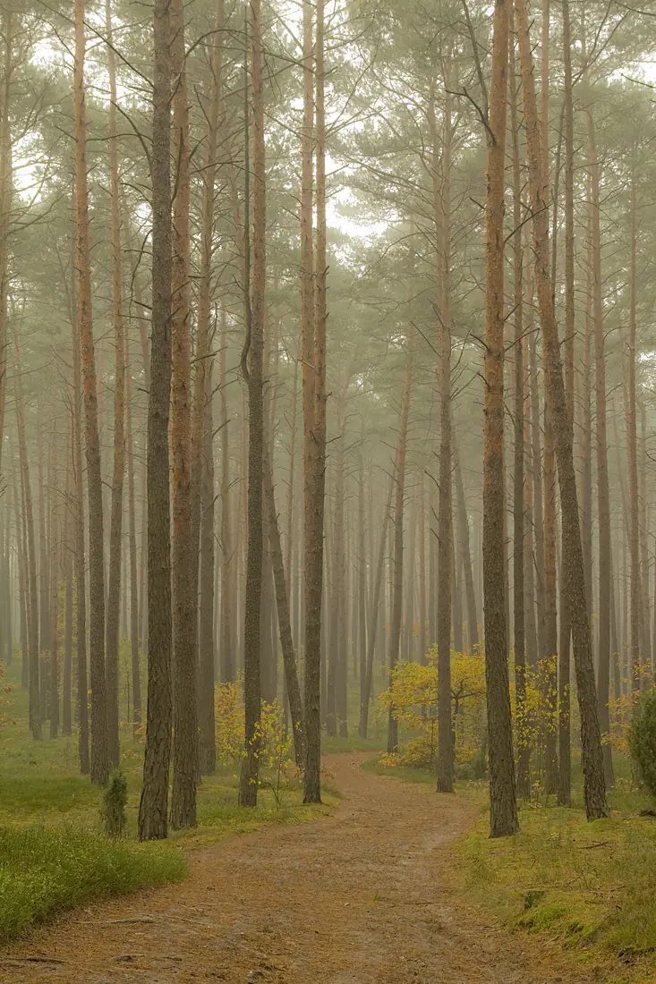Las w Roztoce, polish beautiful forest - panoramio