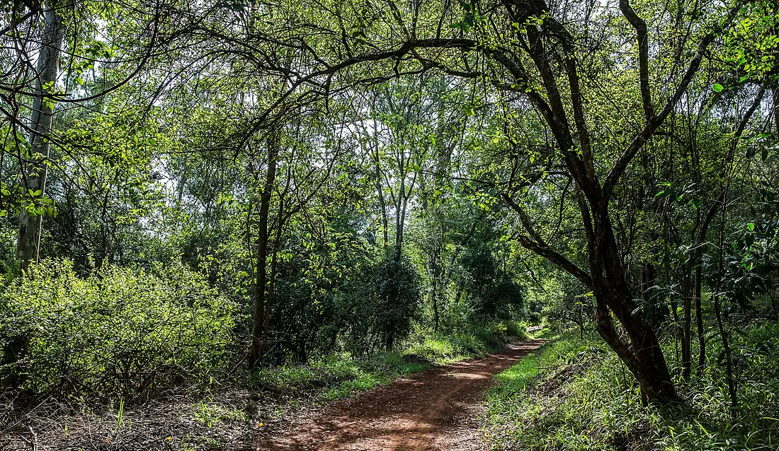 Karura Forest Nairobi 03