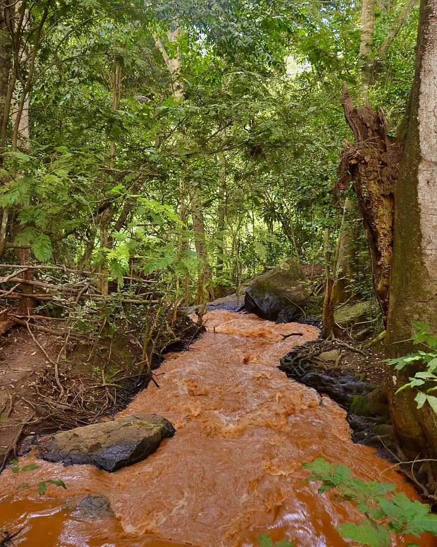 Stream of water at Karura Forest