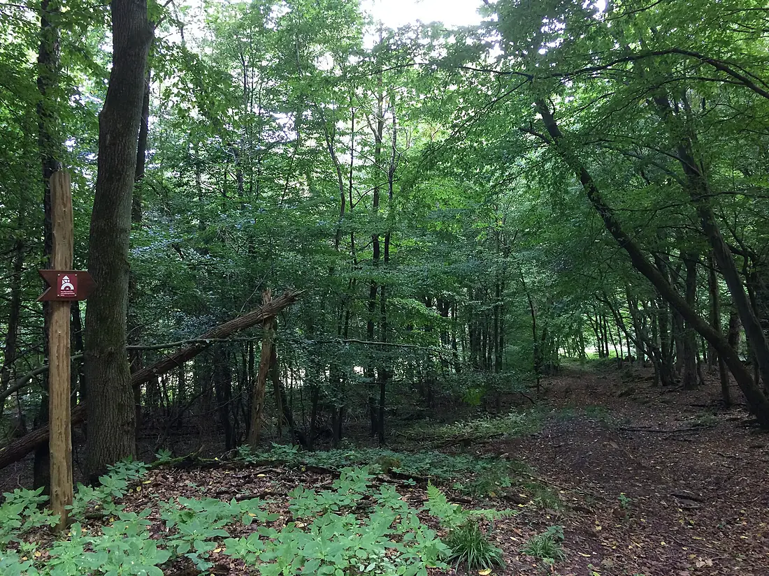 Eco Pfad Wedemanntal Kaufunger Wald