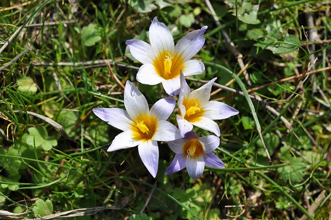 Romulea bulbocodium2