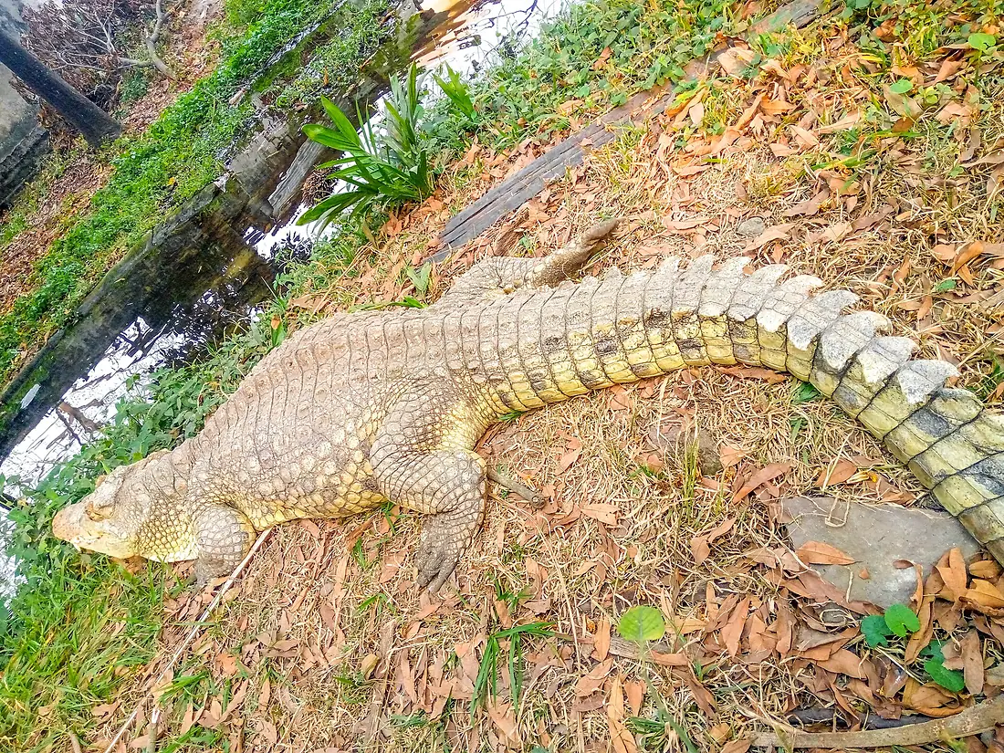 Crocodile du Nil dans le jardin Botanique de Kinshasa