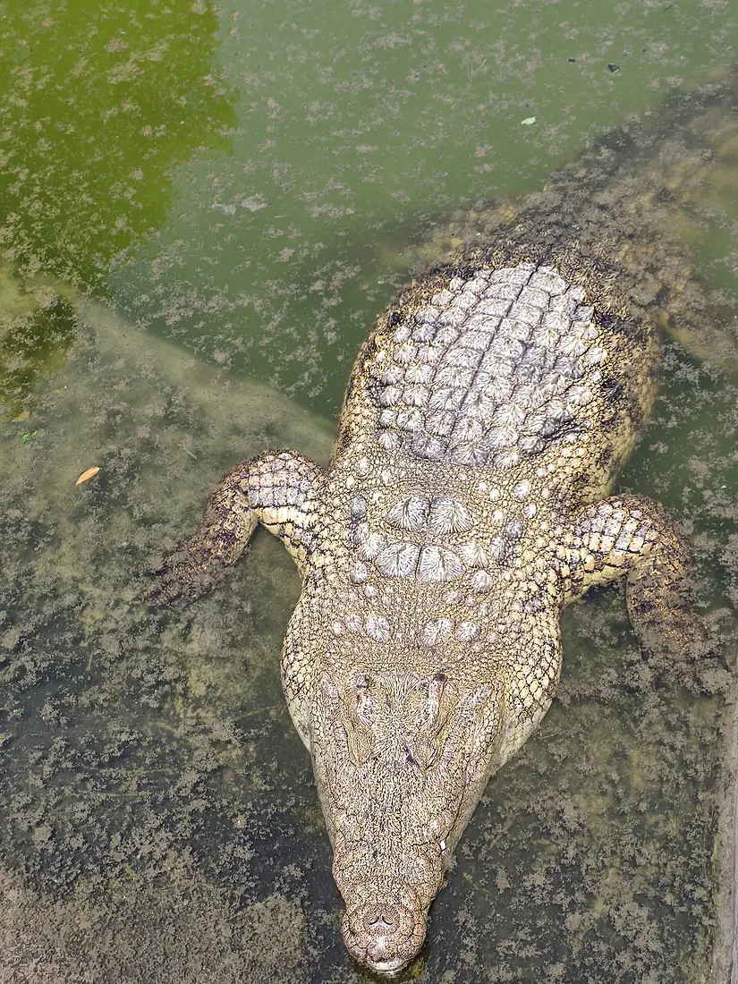 Crocodile du Nil dans le jardin botanique. (1)