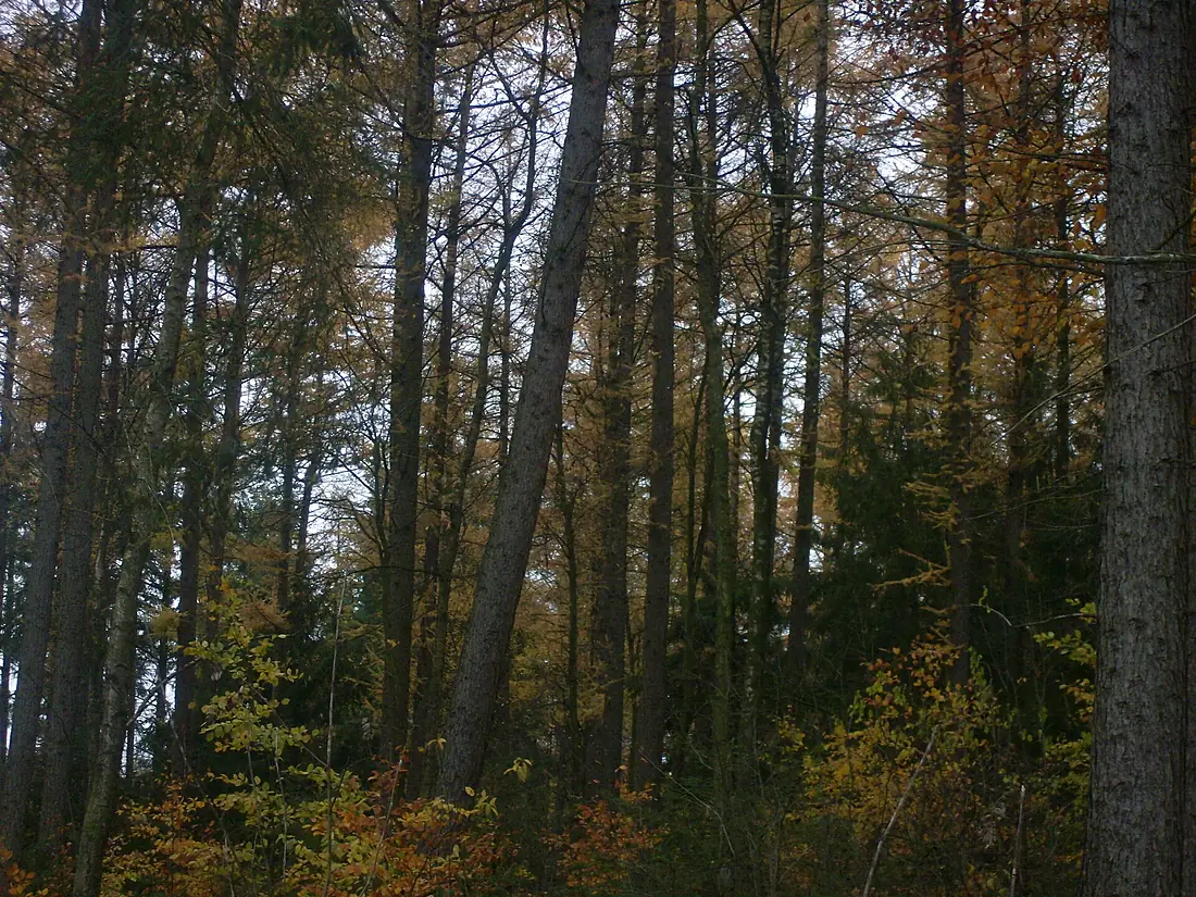KlueserWald009