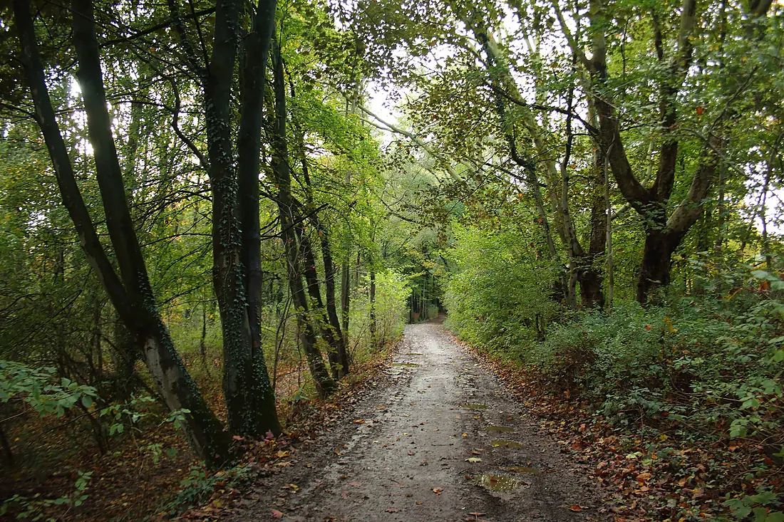 Kluisbos 01