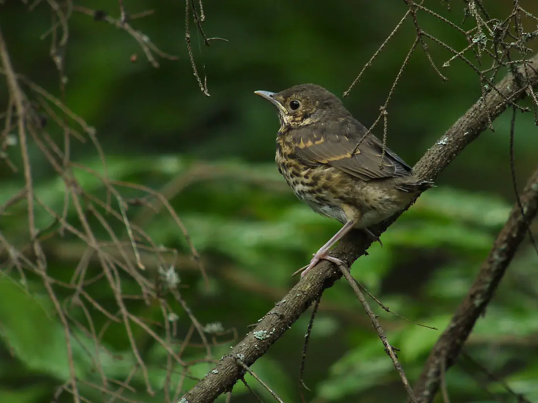 Juvenile Song Thrush (Turdus philomelos), Puszcza Knyszyńska, Polska (4664107073)