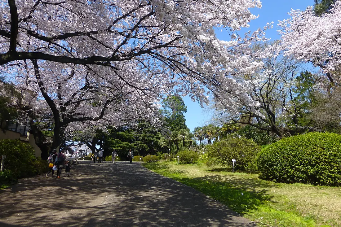 Koishikawa Botanical Gardens - sakura - march31-2015