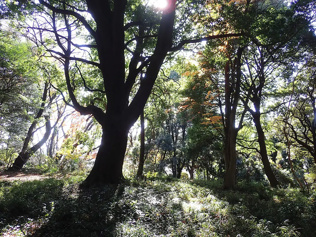 Sunbeams streaming through leaves in the Koishikawa Botanical Gardens PC120037