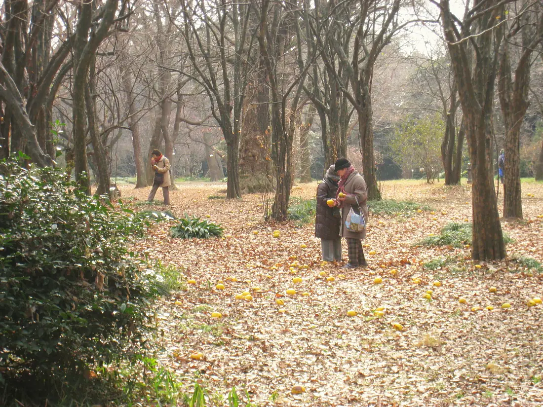 Koishikawa Botanical Gardens, Tokyo - gathering