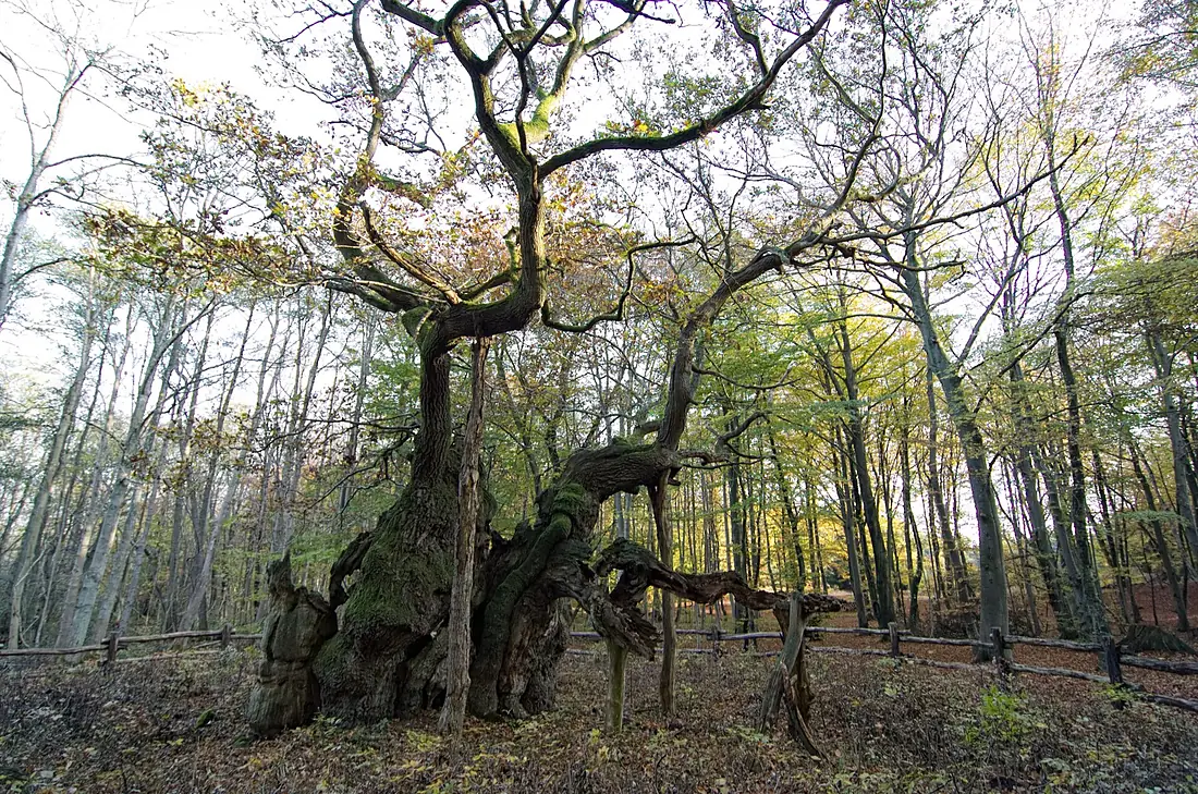 Kongeegen - King Oak 2