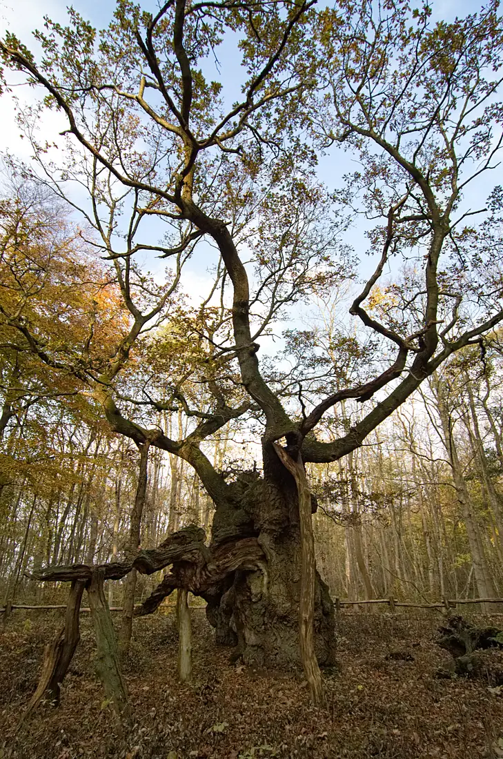 Kongeegen - King Oak