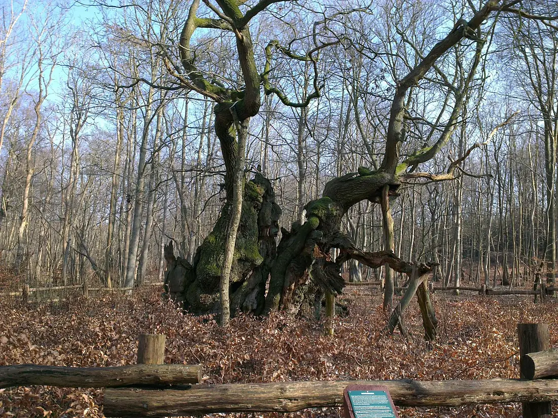 Kongeegen i Jægerspris Nordskov - Mapillary (Oa3uxm1j9bgEyWxmVrUlVQ)