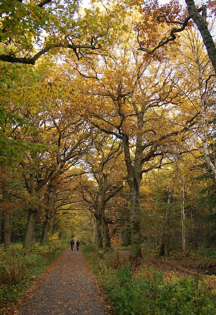 Autumn - Efterår i Kongelunden - panoramio