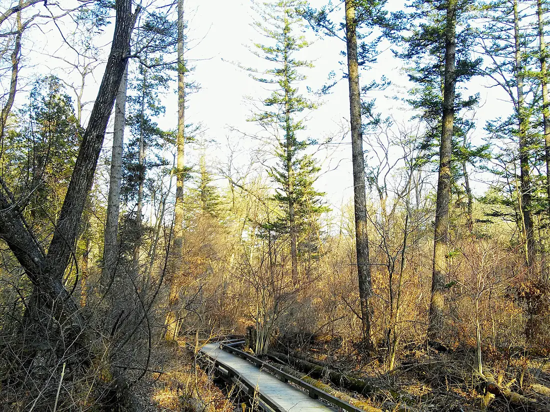 국립수목원 숲생태 관찰로 (The forest eco-trail in the Korea National Arboretum)