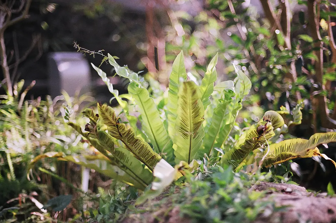 Someone Painted in the Plant