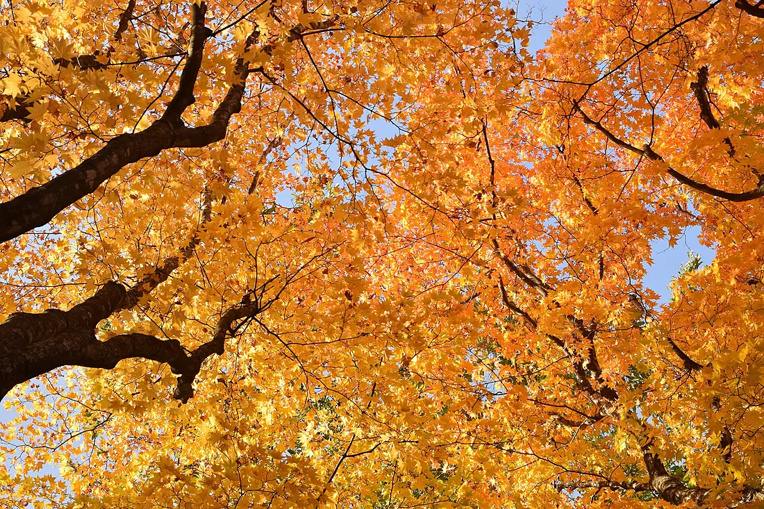 Kosetsuen Japanese garden autumn colors (51972951718)