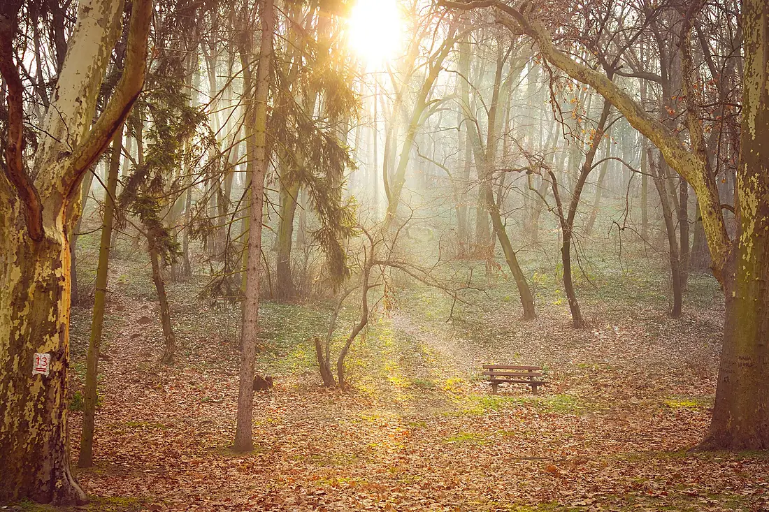 Atmosfera zimskog jutra u Košutnjaku