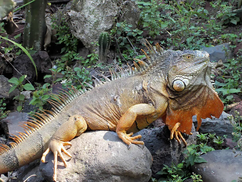 Golden Iguana (7185453418)
