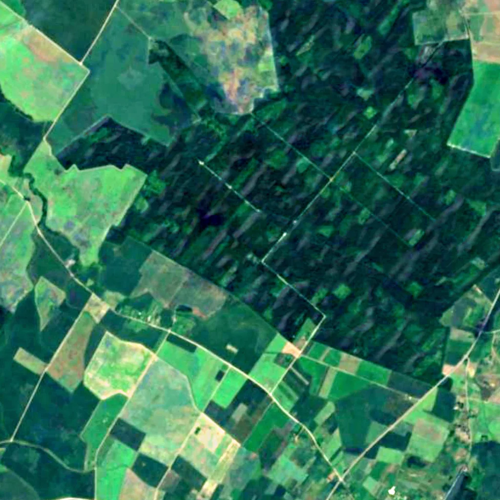Labūnava Forest seen from above (Sentinel-2)
