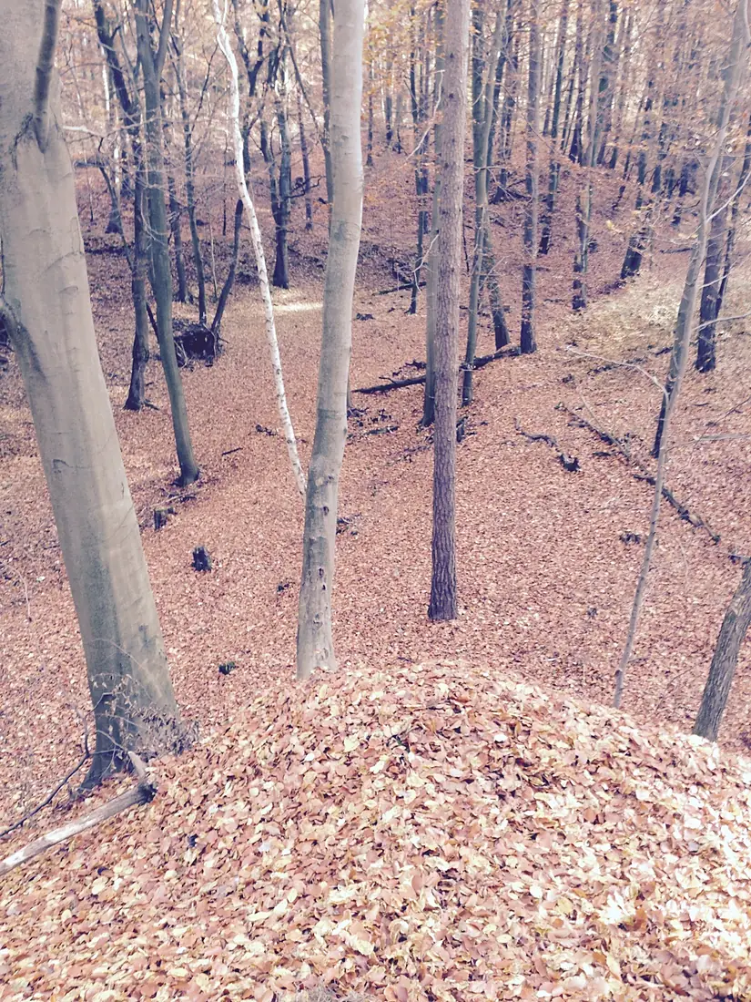 Lappwald zwischen Grasleben und Mariental Horst