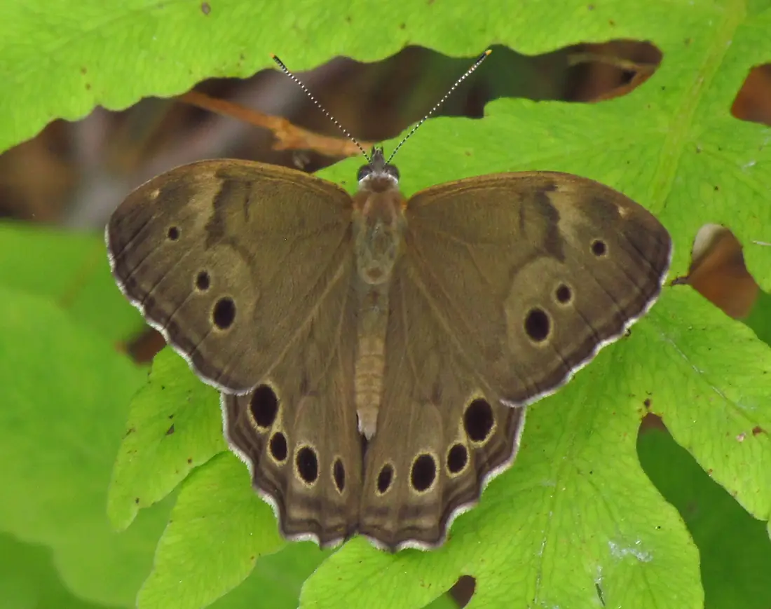 Northern Pearly-eye, dorsal, Larose Forest