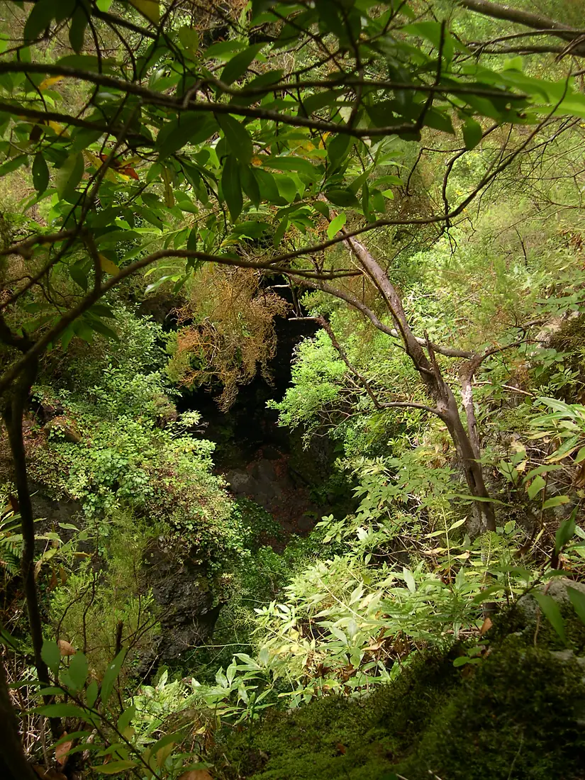 Forest Los Tilos La Palma
