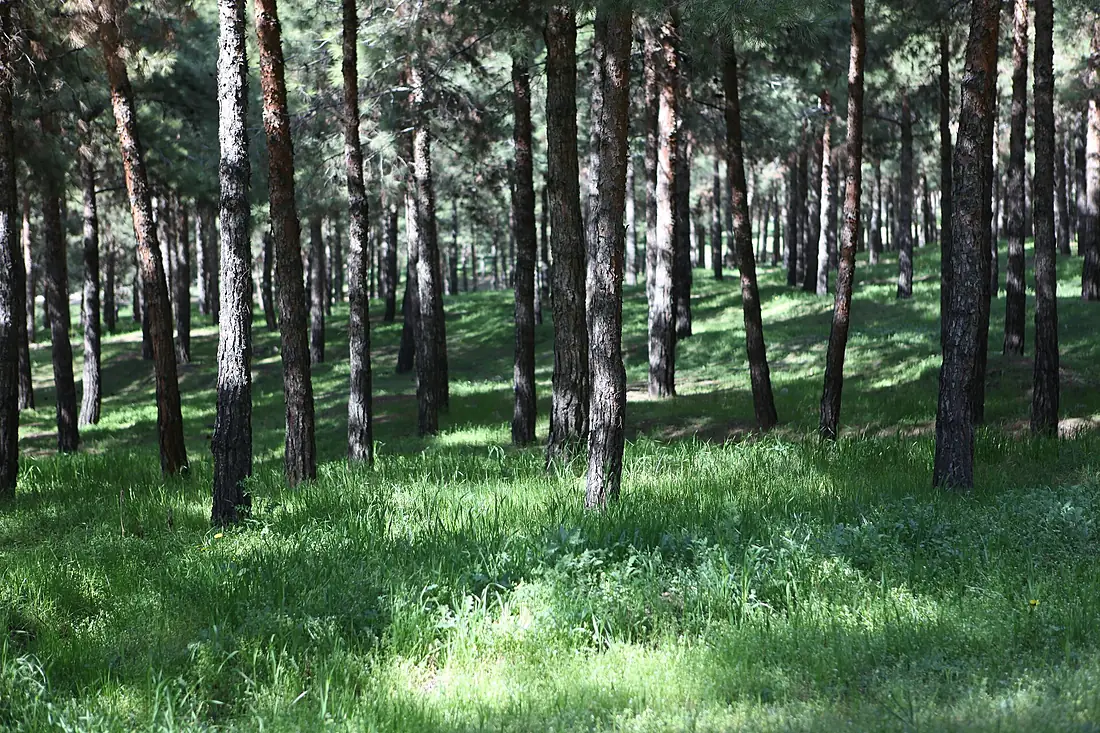 2009 Park Jangali Lavizan Tehran 3470035847