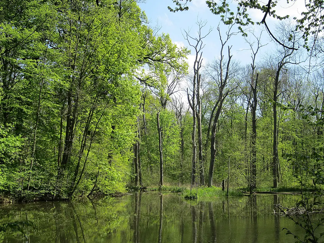 Leipziger Auenwald April 2014 004